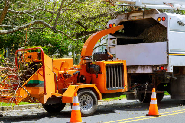 How Our Tree Care Process Works  in  Carson, CA