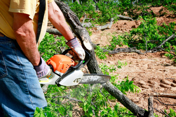 Best Hedge Trimming  in Rson, CA